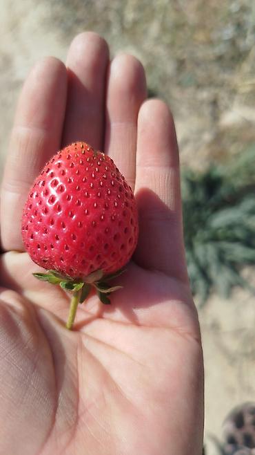 Помидоры: Помидоры Сливки — 16