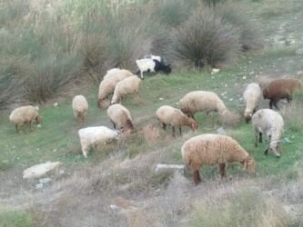 Коровы, быки: Boğaz qoyunlar satılır qiymət razılaşma ile