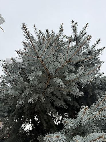 Декоративные деревья: Рассада деревьев: Ели — 9