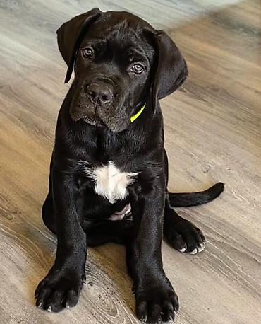 İtlər: Kane-Korso, 1 ay, Erkək — 16