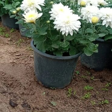Otaq bitkiləri: Xrizantema payızgüllərinin topdan və pərakəndə satışı. Qiymətlər — 18