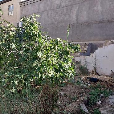 bakıda: 36 sot, Tikinti, Makler, Kupça (Çıxarış) — 4