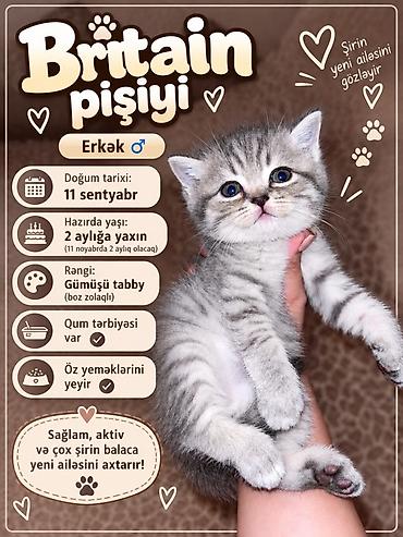 britain pişik satilir: Britan, Erkək — 6