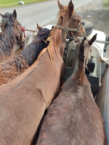 лошадь кыргызстан: Продаю | | На забой, Для разведения, Рабочий | Племенные, Осеменитель, Мерин