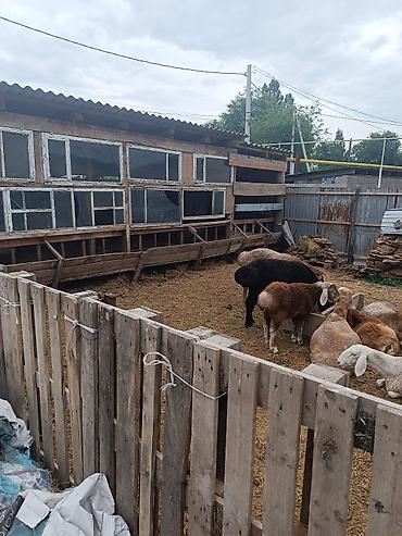 Продажа коттеджей и домов: - Материал стен: кирпич/шлакоблок, фасад оштукатурен и окрашен. - — 10