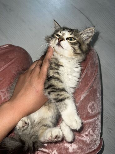 отдам даром вислоухого котенка: Кошка даром: Беспородная, 1 месяц, Девочка, Приучена к лотку