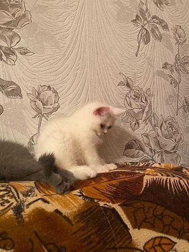 Pişiklər: Britan — 4