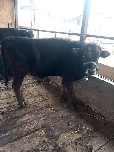 Коровы, быки: Продаю | Бык (самец) | На откорм | Привязанные at lalafo.kg — 4 Коровы, быки: Продаю | Бык (самец) | На откорм | Привязанные — 4