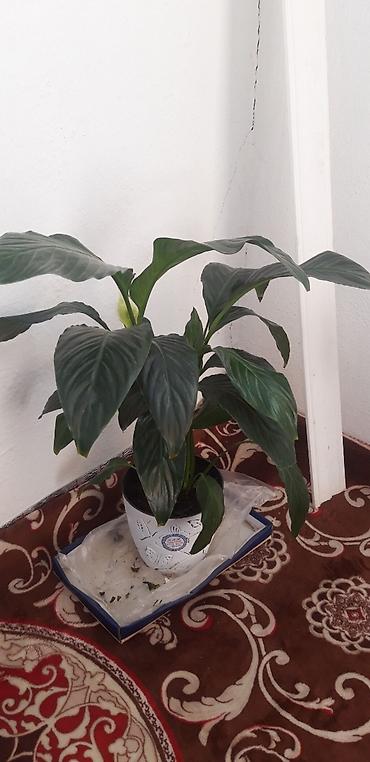 алоэ цветы: Спатифиллум (Spathiphyllum), комнатный гул."Женское счастье" жакшы — 2