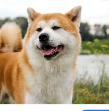 akita it: Akita-inu, 1 il, Erkek, Sənədli, Pulsuz çatdırılma