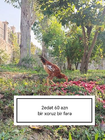 rahibə: Toyuq cücələri, Ətlik — 1