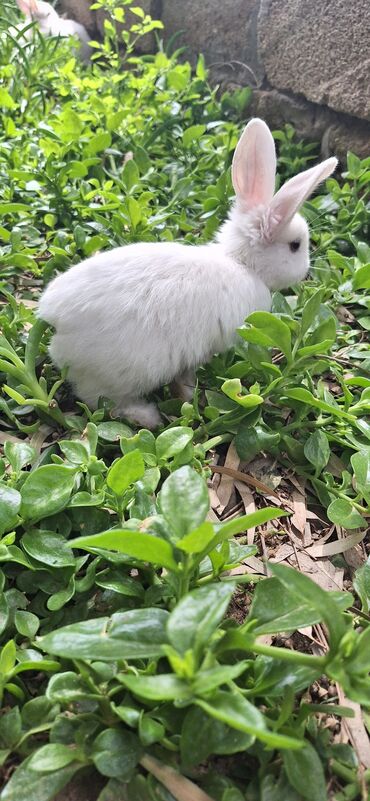 Dovşanlar: Dekorativ dovsanlar biri 15 azn — 12