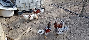 Toyuqlar: Toyuq, Damazlıq — 1