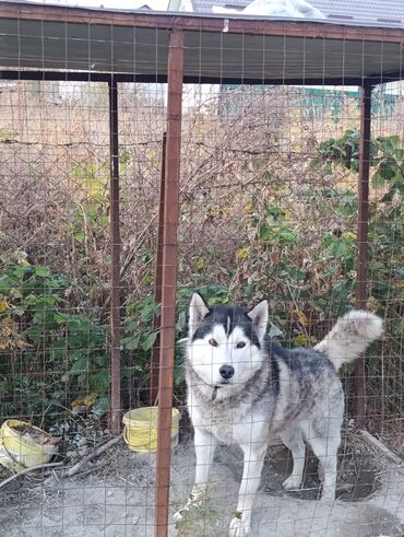 питбуль кубин: Хаски, 1 год, Самец