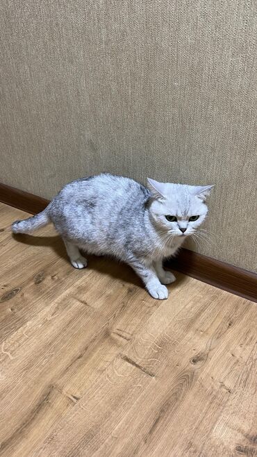 котята добрые руки: Британская короткошёрстная кошка (окрас серебристый