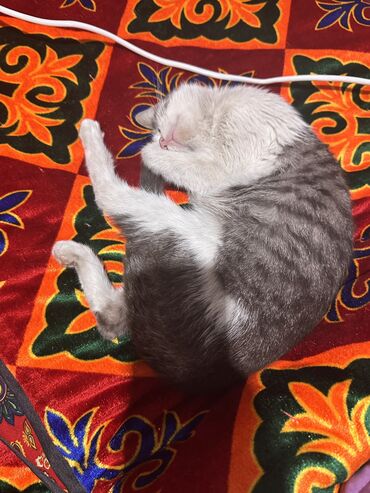 купить дом для кота: Мышык бекер берилет: Породасыз, Ургаачы, Лотокко барууга үйрөтүлгөн