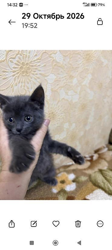 Кошки: Котята, домашний помёт. - Окрас: черепаховый (мальчики на фото) — 3