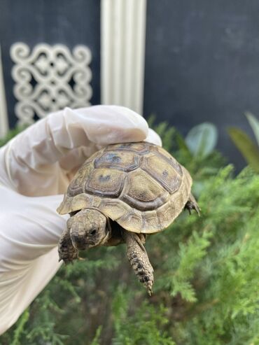 Digər heyvanlar: Təsvir: Kiçik ölçülü tısbağa, açıq qəhvəyi rəngli qabığı və tünd