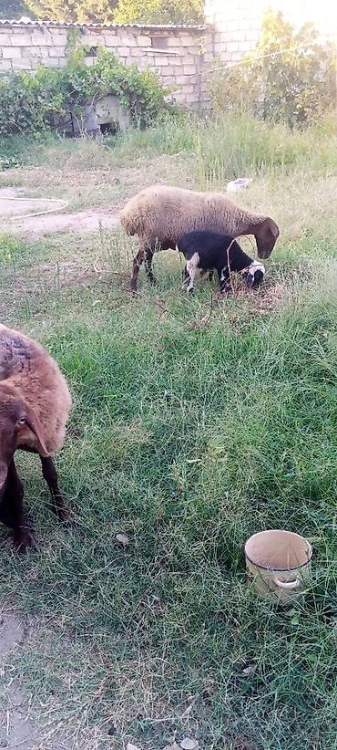 boer keçisi: Satılır: xırdabuynuzlu heyvanlar sürüsü - Növ: Qoyun və keçi qarışıq — 7