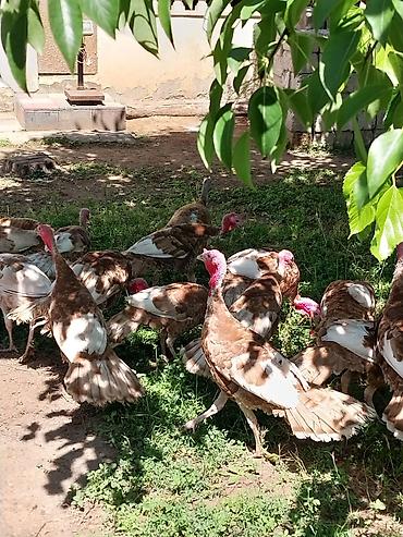 Quşlar: Kanada Borbon hindiuşkaları satılır ! 
28 fevral çıxmış cücələrdi ! — 5
