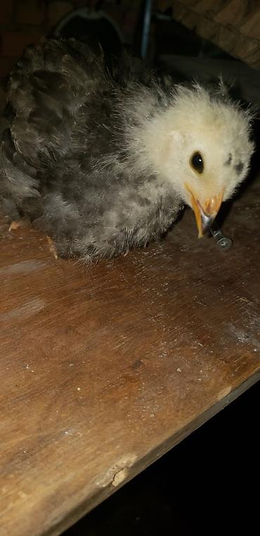 Куры, петухи: Продаю | Цыплята | Для разведения — 32