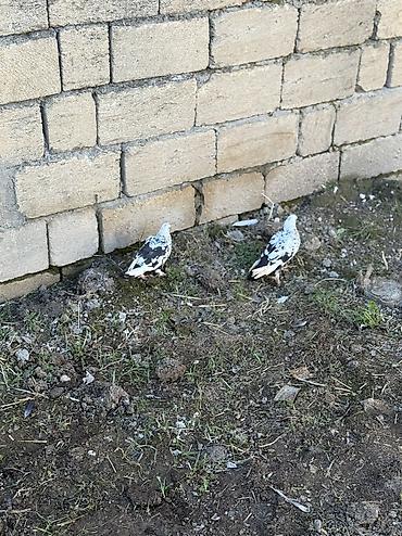 Göyərçinlər: Sade ve dekorativ goyercinler satilir cut ya optom ciddi alicilar — 6