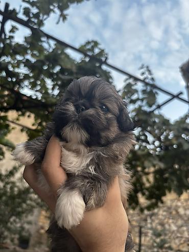 pekines it: 1 ay — 6