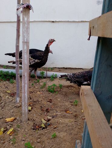 Cücələr: Hinduşka cücələri, Damazlıq — 11