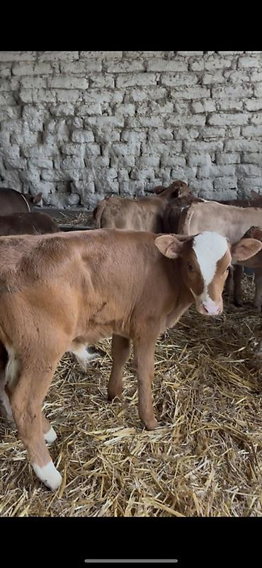 Dana, buzov: Satışda: dana balaları - Növ: yerli cins ətlik/südlük istiqamətə — 9