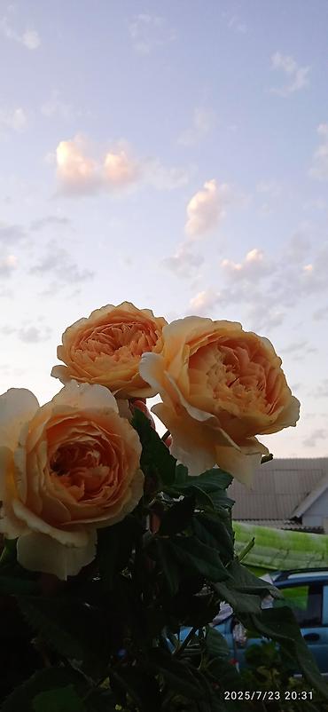 клевер купить: Саженцы Самовывоз — 7