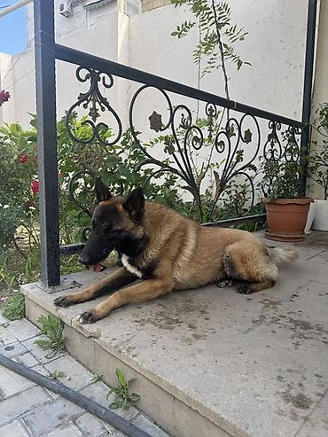 tuklu itler: Belçika çoban iti — 4