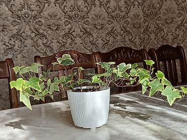 Женское счастье (Спатифиллюм): Комнатные растения в горшках 1) Цитрус (лимон/апельсин из косточки) — — 3