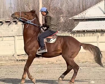 Лошади, кони: Продаю | Конь (самец) | Рабочий — 3