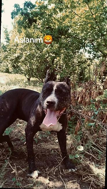 belçika çoban iti: Pitbul, 6 il, Erkək — 1