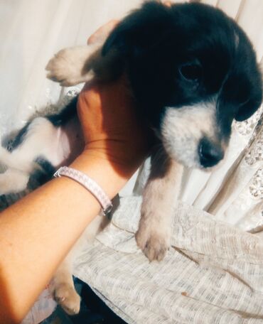 Отдам даром собаку: Собака даром: Дворняжка, 2 месяца, Самка at lalafo.kg — 5 Отдам даром собаку: Собака даром: Дворняжка, 2 месяца, Самка — 5