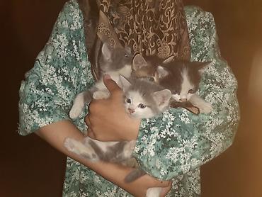 сухой корм для кошек: Котята, помёт из 4 малышей. - Окрас: серо-белые (несколько оттенков) — 1
