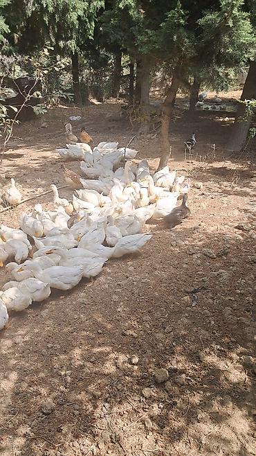 тап аз птицы: Pekin ördəkləri 4 ay yarimliq 120 eded topdan ve ya perakende satiş — 8
