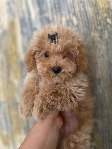 İtlər: Pudel, 2 ay, Erkek, Peyvəndli, Pulsuz çatdırılma — 10