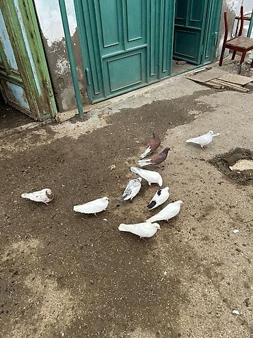 dekorativ quslar: Ev göyərçinləri dəsti - Növ: ev/bağ üçün saxlanılan göyərçinlər - — 2