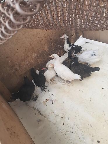 tovuz qusu satilir: Ağ-qara-bəzəkli hamısıda ayaqları lələkli 2 balaca sort yaponkalar — 5