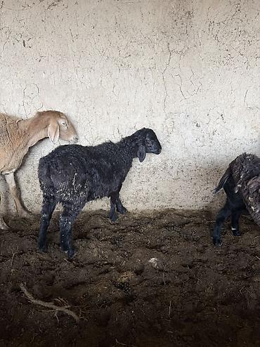 Баран, овца: Продаю | Баран (самец) — 10