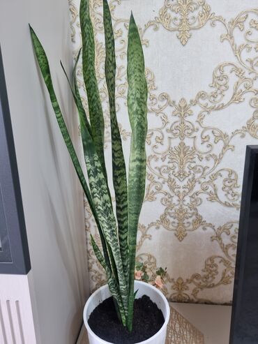 растения в офис: Продаю цветок для офиса и дома. Высота 1 метр. Тел