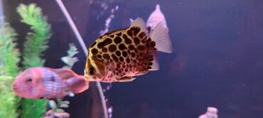 Akvariumlar: Salam zavod akvarium olcusu 1.20_60_45 yanlari aval 2 dene filteri — 15