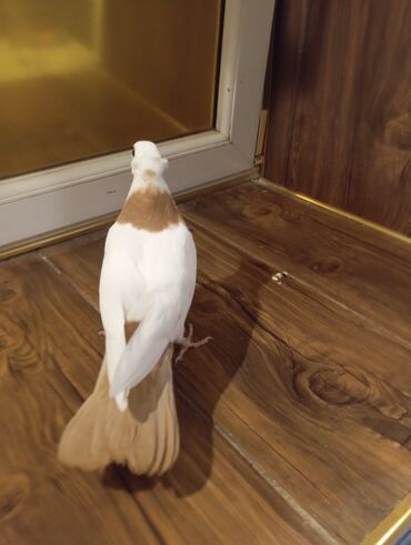 Göyərçinlər: Cins: göyərçini Rəng: Sarı boynuĝüllü desde kekilli boyun pecat — 2