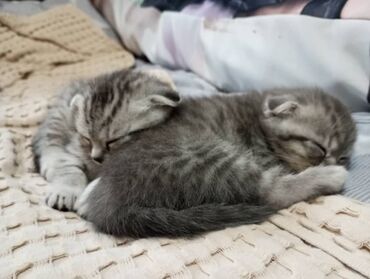 шотланские коты: Продаются котята породы вислоухий. Девочки. Родились 20 марта