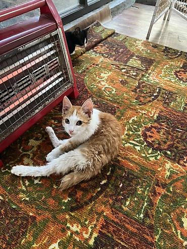животные кот: Кошка даром: Беспородная, 3 месяца, Мальчик — 5