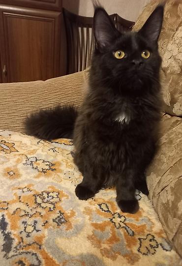 ищу котят: ☑️ Чёрный мейн-кун с шикарным воротником дымчатого цвета и пышным — 6