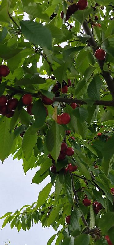 gilas bağı: 200 sot, Kənd təsərrüfatı, Kupça (Çıxarış) — 9