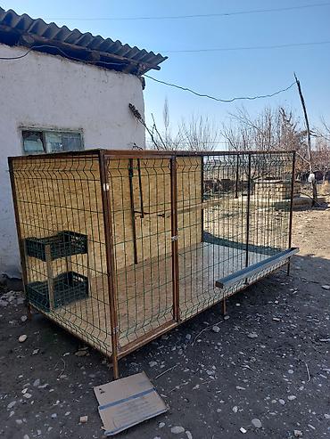 Куры, петухи: Продаю | Петух — 10