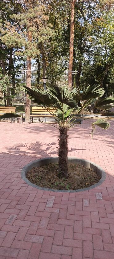 Садовые цветы и кустарники: Саженцы цветка — 14